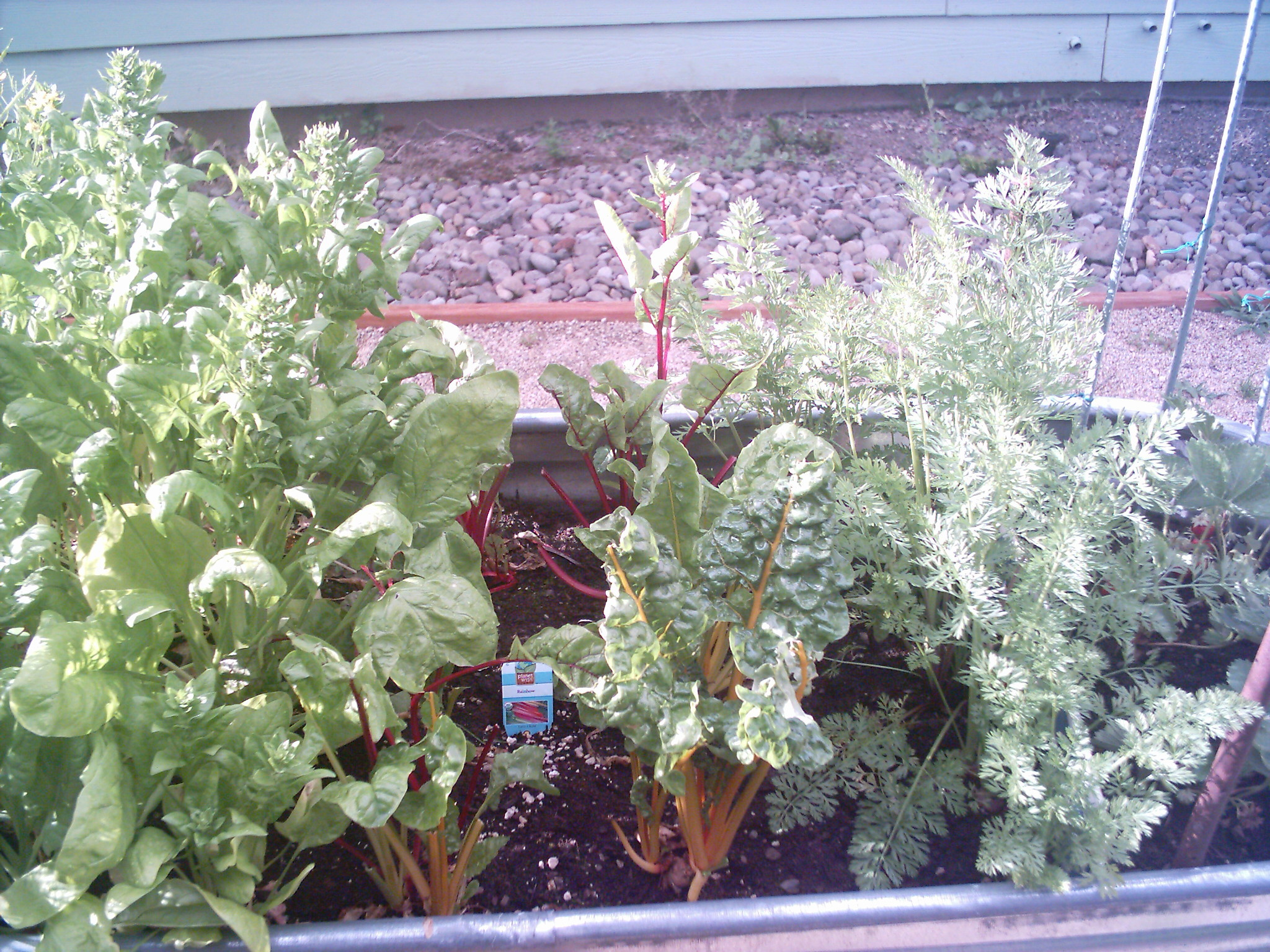 tub4 middle of raised bed