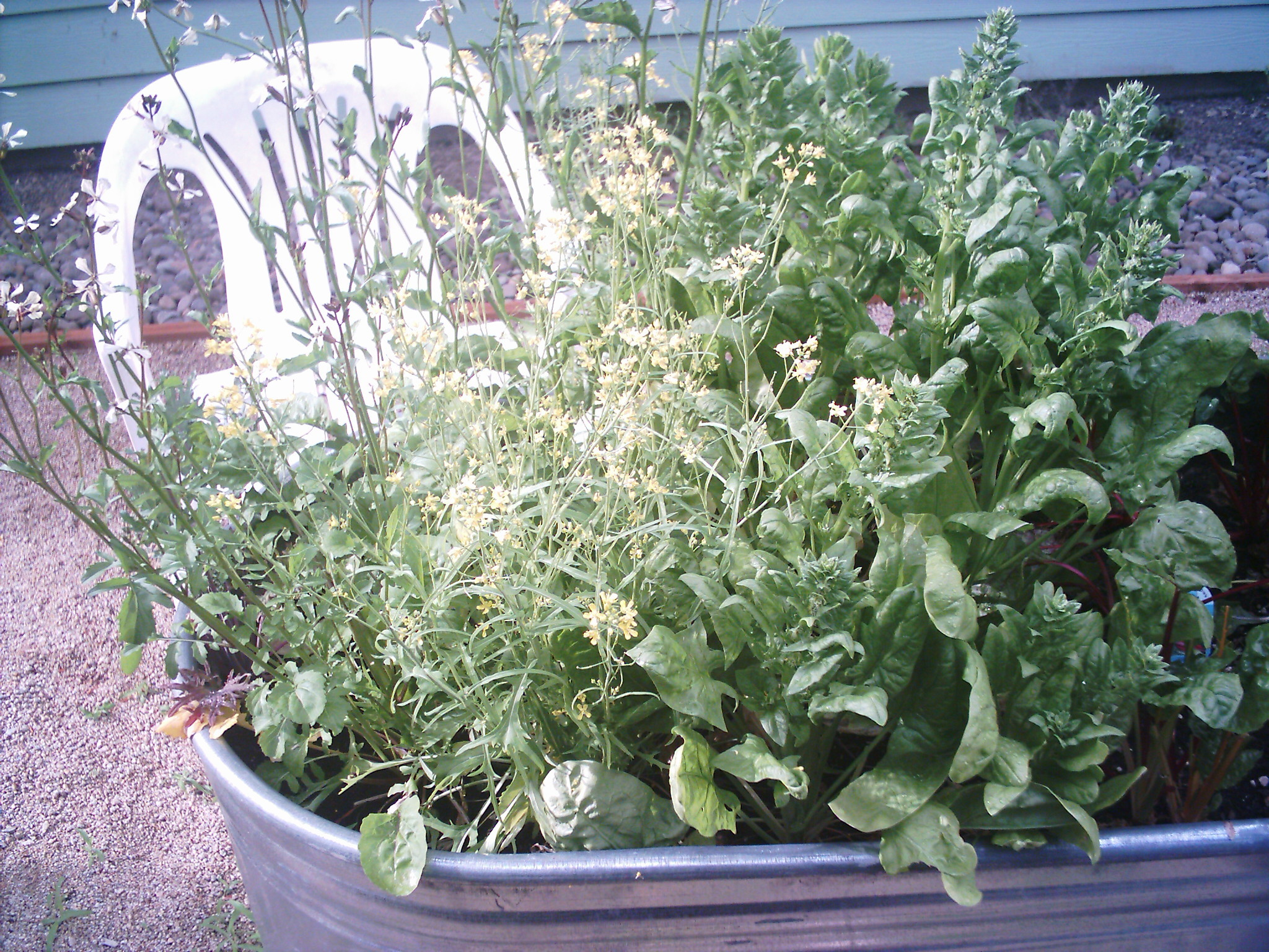 tub3 side view of raised bed